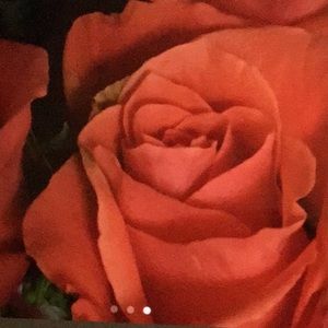 Meet your Posher, Rose